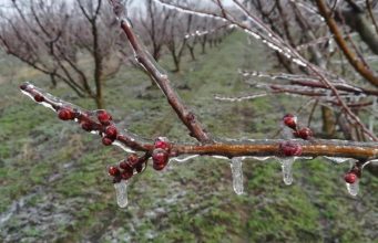 Более 8000 гектаров фруктовых садов пострадали из-за апрельских заморозков
