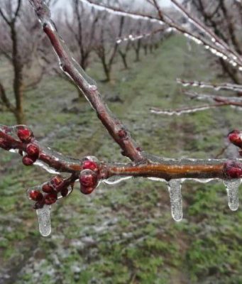 Более 8000 гектаров фруктовых садов пострадали из-за апрельских заморозков