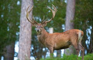 Популяция оленей в Молдове резко выросла, угрожая лесам и сельскому хозяйству