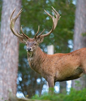 Популяция оленей в Молдове резко выросла, угрожая лесам и сельскому хозяйству