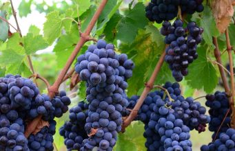 В Молдове сокращается площадь виноградников