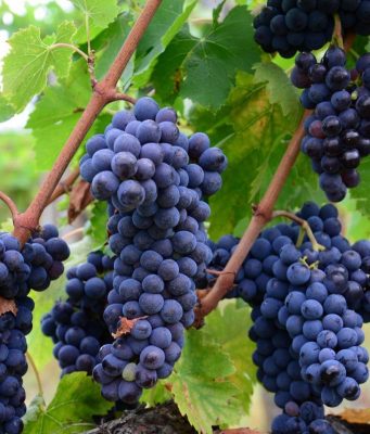 В Молдове сокращается площадь виноградников