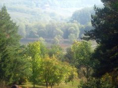 Молдова и Румыния пересчитают деревья вместе: стартует лесная инвентаризация