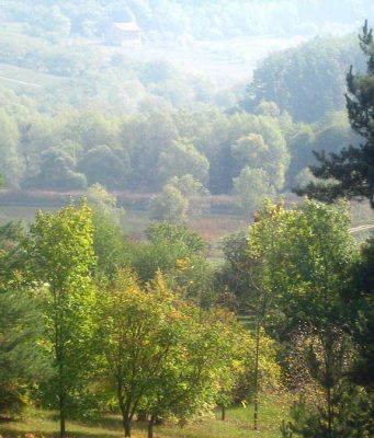 Молдова и Румыния пересчитают деревья вместе: стартует лесная инвентаризация