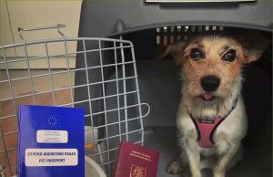 Обновлены правила ввоза домашних животных в Молдову