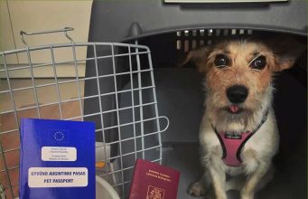 Обновлены правила ввоза домашних животных в Молдову