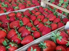 Сезон клубники в Молдове завершён: низкий урожай и убытки фермеров