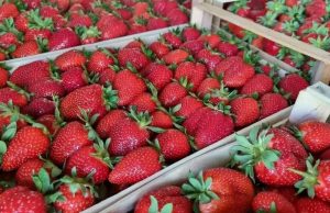 Сезон клубники в Молдове завершён: низкий урожай и убытки фермеров
