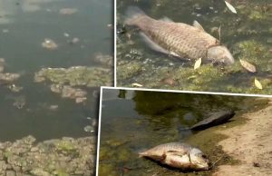 Мёртвая рыба отравляет воздух в парке Долина Роз