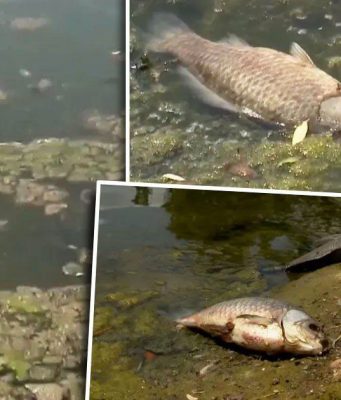 Мёртвая рыба отравляет воздух в парке Долина Роз