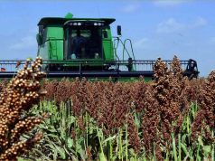 Молдавские фермеры делают ставку на сорго в условиях засухи