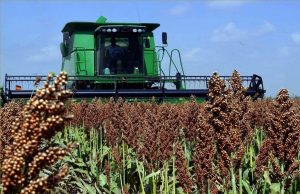 Молдавские фермеры делают ставку на сорго в условиях засухи