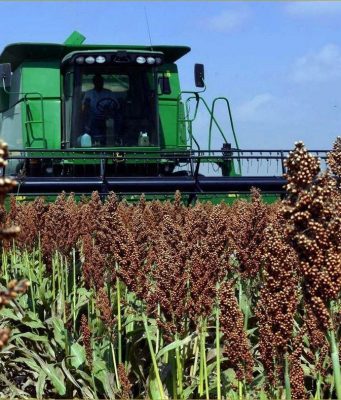 Молдавские фермеры делают ставку на сорго в условиях засухи