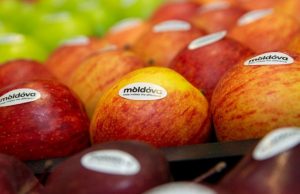 Молдова наращивает экспорт яблок в мае 2025 года