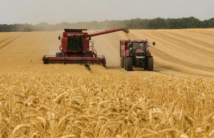 Молдова начала уборку урожая: пшеница обещает рекордные показатели
