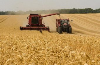 Молдова начала уборку урожая: пшеница обещает рекордные показатели