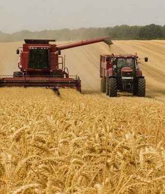 Молдова начала уборку урожая: пшеница обещает рекордные показатели