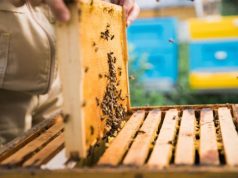 Урожай меда в Молдове резко сократился из-за засухи и заморозков