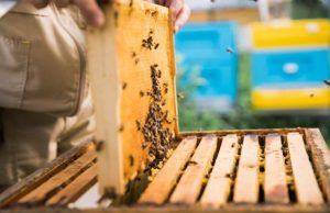 Урожай меда в Молдове резко сократился из-за засухи и заморозков