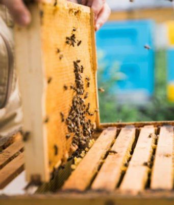 Урожай меда в Молдове резко сократился из-за засухи и заморозков