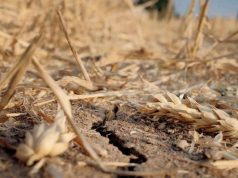 Засуха уничтожила урожай: пшеничные поля на юге Молдовы остались почти без зёрен