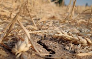 Засуха уничтожила урожай: пшеничные поля на юге Молдовы остались почти без зёрен