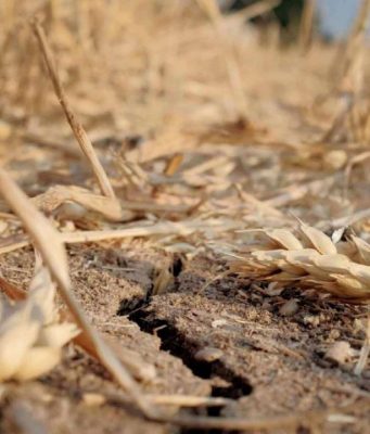 Засуха уничтожила урожай: пшеничные поля на юге Молдовы остались почти без зёрен