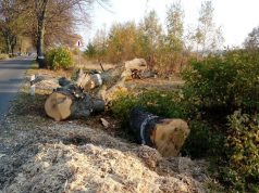 Вблизи села Цынцэрены незаконно вырубили 45 деревьев грецкого ореха