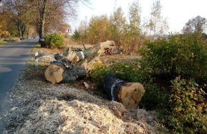 Вблизи села Цынцэрены незаконно вырубили 45 деревьев грецкого ореха