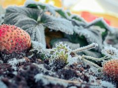 Фруктоводы Молдовы всё ещё ждут компенсаций за апрельские заморозки