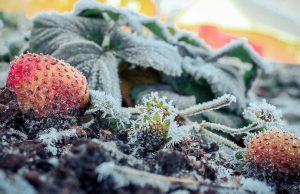 Фруктоводы Молдовы всё ещё ждут компенсаций за апрельские заморозки