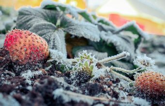 Фруктоводы Молдовы всё ещё ждут компенсаций за апрельские заморозки