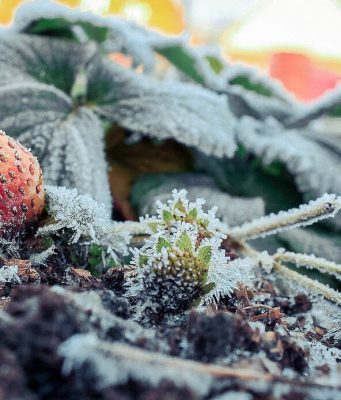 Фруктоводы Молдовы всё ещё ждут компенсаций за апрельские заморозки