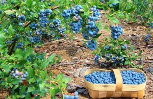 В Молдове стартовал сезон сбора голубики