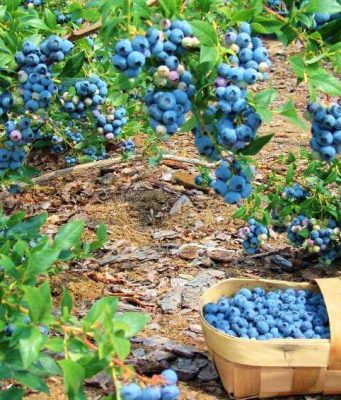 В Молдове стартовал сезон сбора голубики