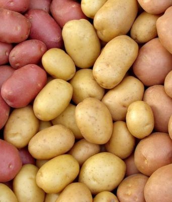 Южнокорейская компания инвестирует $16 млн в центр семенного картофеля в Молдове