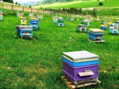 Молдова запускает цифровые услуги для фермеров