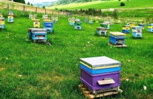 Молдова запускает цифровые услуги для фермеров