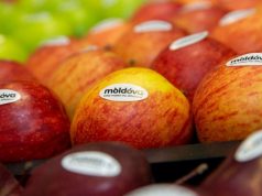 Молдавские фермеры установили рекордные цены на летние яблоки