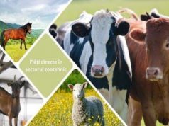 AIPA: срок подачи заявок на субсидии на голову животного — до 8 августа