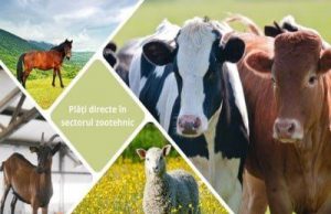 AIPA: срок подачи заявок на субсидии на голову животного — до 8 августа