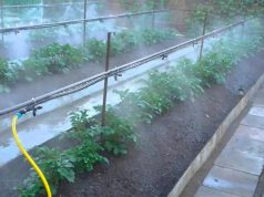 Молодой фермер из Когылничень возродил советскую ферму