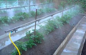 Молодой фермер из Когылничень возродил советскую ферму