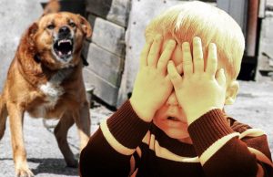 В Приднестровье зафиксирован рост укусов собак: 600 пострадавших за три месяца