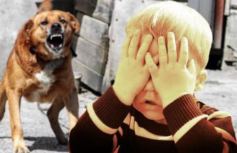 В Приднестровье зафиксирован рост укусов собак: 600 пострадавших за три месяца