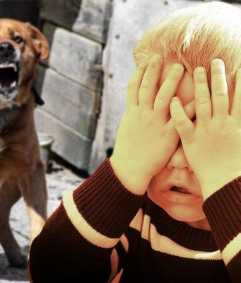 В Приднестровье зафиксирован рост укусов собак: 600 пострадавших за три месяца