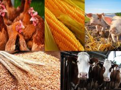 Сельское хозяйство Молдовы: спад производства на 5,8% в 2025 году