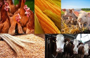 Сельское хозяйство Молдовы: спад производства на 5,8% в 2025 году