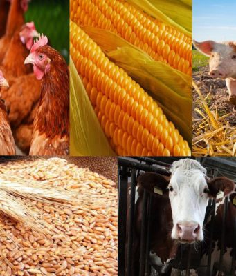 Сельское хозяйство Молдовы: спад производства на 5,8% в 2025 году