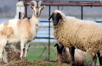 В Молдове зафиксирован рекордный рост заявок на субсидии для овцеводов и козоводов
